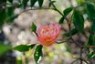 Hoffmann von Fallersleben rose photo