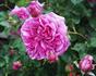 Warwick Castle ® rose photo