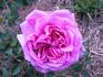 Warwick Castle ® rose photo