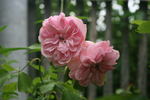 Erinnerung an Krickerhau rose photo