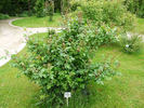 Hoffmann von Fallersleben rose photo