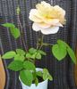 Süden rose photo