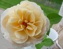 Süden rose photo