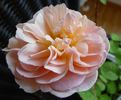 Süden rose photo