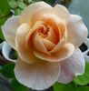 Süden rose photo