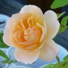 Süden rose photo