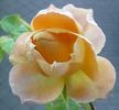 Süden rose photo
