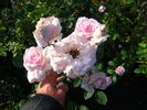 Anna Pavlova rose photo