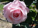 Anna Pavlova rose photo