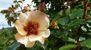 CHEwhigheye rose photo