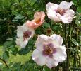 CHEwhigheye rose photo