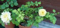 Süden rose photo