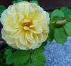 Süden rose photo