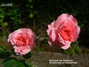 Erinnerung an Krickerhau rose photo