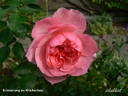 Erinnerung an Krickerhau rose photo