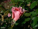 Erinnerung an Krickerhau rose photo