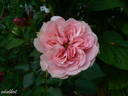Erinnerung an Krickerhau rose photo