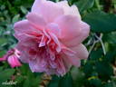 Erinnerung an Krickerhau rose photo