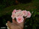 Erinnerung an Krickerhau rose photo