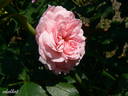 Erinnerung an Krickerhau rose photo