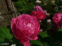 Souvenir de Jeanne Balandreau rose photo