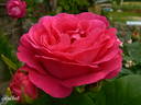Souvenir de Jeanne Balandreau rose photo