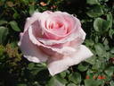 Anna Pavlova rose photo