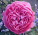 Warwick Castle ® rose photo