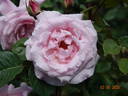 Anna Pavlova rose photo