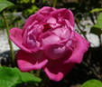 Souvenir de Jeanne Balandreau rose photo