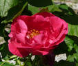 Souvenir de Jeanne Balandreau rose photo