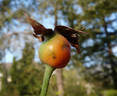 Souvenir de Jeanne Balandreau rose photo