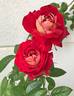 Docteurs Massad ® rose photo