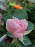 Anna Pavlova rose photo