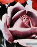 Saint-Exupery ® rose photo