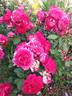 Docteurs Massad ® rose photo
