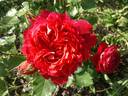Docteurs Massad ® rose photo