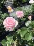 Anna Pavlova rose photo