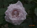 Anna Pavlova rose photo