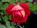 Docteurs Massad ® rose photo