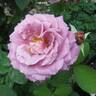 Waltz Time rose photo