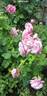 Waltz Time rose photo