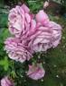 Waltz Time rose photo