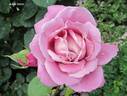 Waltz Time rose photo