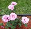 Waltz Time rose photo
