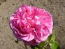 Warwick Castle ® rose photo