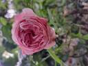 L'Alhambra rose photo