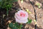 Giardina rose photo