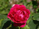 Souvenir de Jeanne Balandreau rose photo