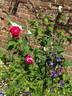 Souvenir de Jeanne Balandreau rose photo